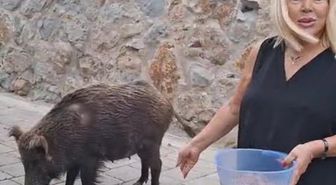 Şarkıcı Safiye Soyman, kapısına gelen yaban domuzunu cevizle besledi