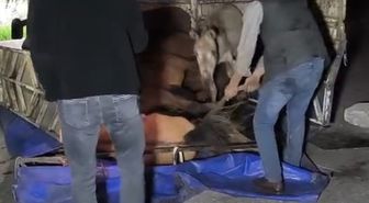 Devrilen kamyonetin kasasındaki eşekler yaralandı