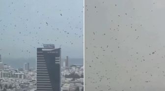 Tel Aviv'de karga istilası! İzleyen herkes aynı yorumu yapıyor