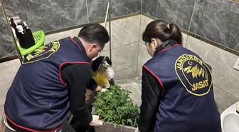 Evlerinde saksı içerisinde kenevir yetiştiren tacirlere operasyon