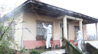 Kahverengi kokarcalar kışlaklardan çıkmadan imha ediliyor
