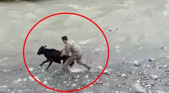 Sahibinden kaçan buzağıyı polis memuru yakaladı; o anlar kamerada