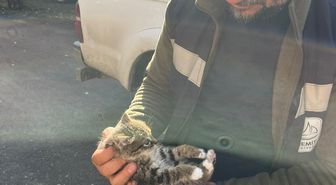 Van'da çatıda mahsur kalan yavru kedi kurtarıldı