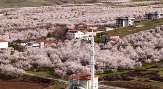 Malatya'da Kayısı Ağaçları Çiçek Açmaya Başladı