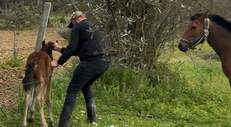 Tellere takılan tayı kurtarıp annesine kavuşturdu