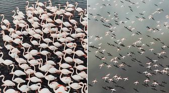 Kayseri'de eşsiz görüntü! Yılın ilk flamingo kafilesi geldi
