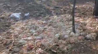 Tarsus'ta ormana çok sayıda tavuk ölüsü atıldı