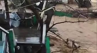 Yalova'da sağanak nedeniyle dereler taştı, 5 büyükbaş öldü