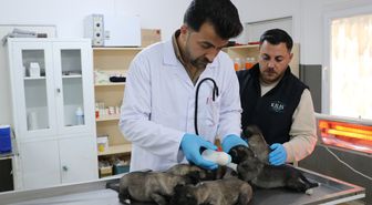 Kilis'te prefabrik yapıda çıkan yangında kurtarılan 6 yavru köpek tedaviye alındı