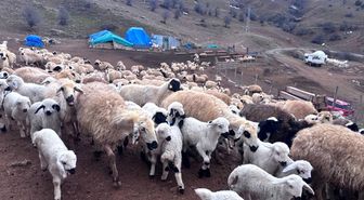 Erzincan'da baharın gelişiyle koyun-kuzu buluşmaları renkli görüntüler sundu