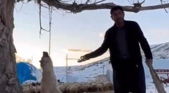 Köpeği zincirle ağaca asarak öldüren şahıs gözaltına alındı