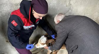 Zoonoz hastalıklarına karşı aşılama çalışmaları sürüyor