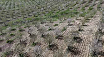 Adıyaman'da çiçek açan badem ağaçları doğaya renk kattı