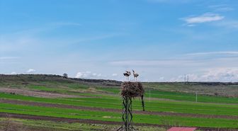 Afrika'dan Dicle Vadisi'ne gelen leylekler bu yıl besin sıkıntısı yaşamayacak