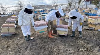 Ardahan'da kovanlar bahara kayıpsız açıldı, bal üreticileri sezona umutla başladı