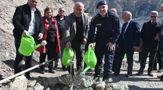 Artvin'de 450 zeytin fidanı toprakla buluştu