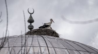 'Baharın müjdecisi' leylekler cami kubbesine 16 yıldır yuva yapıyor