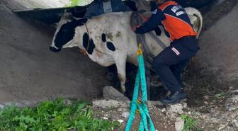 Batman'da sulama kanalında mahsur kalan 2 inek kurtarıldı