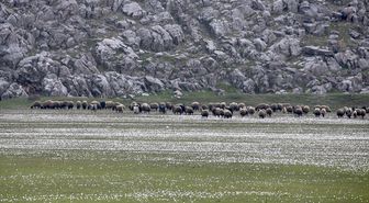 Bitlis'te 'baharın müjdecisi' çiğdemler doğaya renk kattı