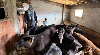Devlet desteğinden yararlanan kadın çiftçi büyükbaş hayvan sürüsünü büyüttü