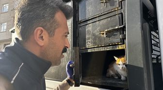 Elazığ'da yaralı halde bulunan kedinin tedavisi tamamlandı