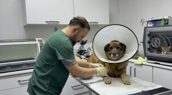 Havladığı gerekçesiyle silahla vurulan sahipsiz köpek yapılan tedaviyle sağlığına kavuştu