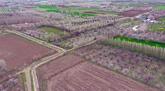 Iğdır'daki kayısı ağaçları çiçek açtı