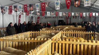 Küçükbaş hayvanlarda stres verimi düşürüyor