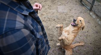 Sahipsiz köpekler eğitim ve rehabilitasyon süreciyle yeni hayatlarına hazırlanıyor