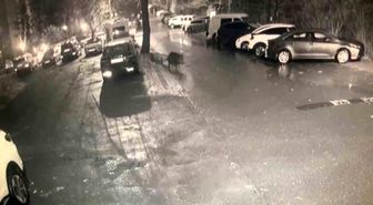 Sarıyer'de aç kalan domuzlar hastane yakınına kadar geldi