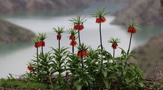 Şırnak'ta açan ters laleler doğayı renklendirdi