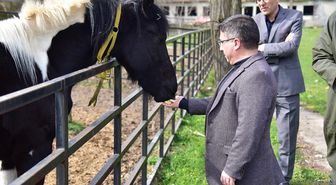 Türkiye'nin ilk tüp tayı 'Balat' 2 yaşına girdi