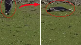 İsrail'den Suriye topraklarına baskın! Sivillere ateş açtılar