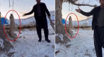 Çok yediği için köpeğini ağaca asıp öldüren şahıs tutuklandı