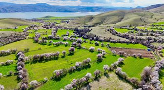 Tunceli Pertek'te Badem Ağaçları Çiçek Açtı