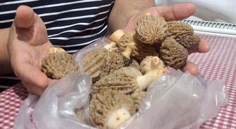 Doğanın 'Et lezzeti' Kuzugöbeği sofralarda