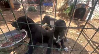 Dövüş köpeği üretip yavruların kulaklarını kesen işletmeye 323 bin TL ceza