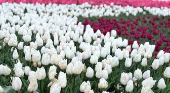 Emirgan Korusu'nda lale festivali başladı
