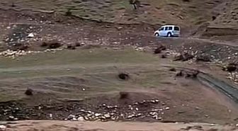 Siirt'te sağanak yağış hayvancılığı olumsuz etkiledi
