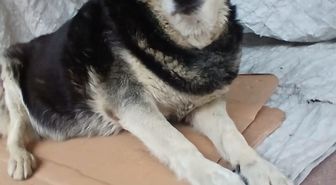 Kadıköy'de Kargo Çalışanı Araçla Köpeği Ezdi