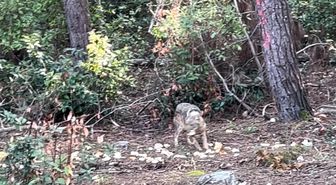 Önce karnını doyurdu, sonra gözden kayboldu