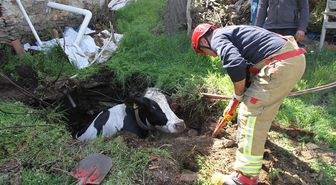 Manisa'da su kuyusuna düşen gebe inek kurtarıldı