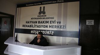 '112 ihbar sistemi' Erzurum'da son 2 yılda sahipsiz köpeklerle mücadeleye hız kazandırdı
