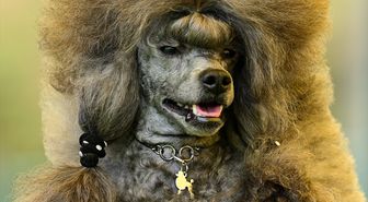 Antalya'da 'Uluslararası Köpek Irk Standartları Yarışması' düzenlendi