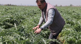 Ata toprağında enginar üretiyor