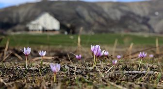 Bayburt'ta 'baharın habercisi' çiğdemler doğaya renk kattı