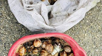 Bolu'nun izinsiz toplanan 16 kilogram salyangoz doğaya bırakıldı