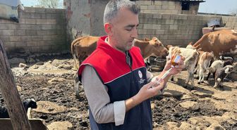Cizre'de küpe ve aşılama çalışması sürüyor