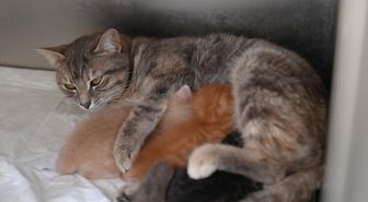 Düzce'de kalp masajıyla hayata döndürülen kedi yavrularına 'süt anne' bulundu