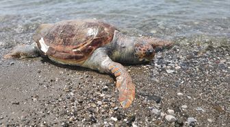 Fethiye'de ölü caretta caretta sahile vurdu